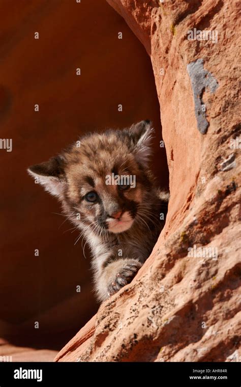 Baby Mountain Lion Cougar In Red Rock Desert Setting Western Usa Felis