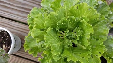 Flowering Kale Final Update Youtube