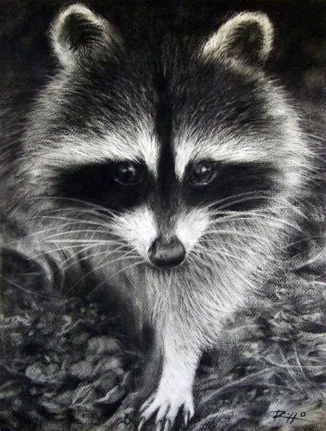 Robert Rizzo Raccoon Study Raccoon Drawing Raccoon Art Animal