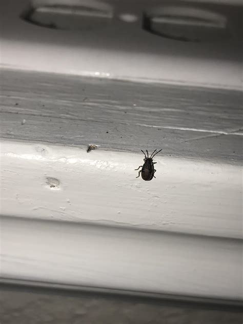 These Are All Over My House And Stink When You Grab Them Rwhatbugisthis