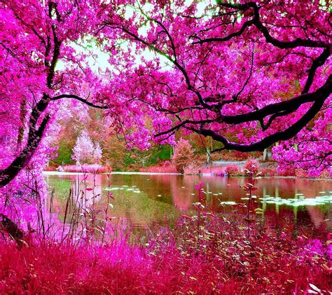 World Most Beautiful Pink Nature