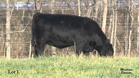 Boyd Beef Cattle Lot 1 Youtube