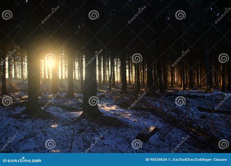 Pine Trees At Sunrise So Lovely Stock Photo Image Of Sunlight Shade
