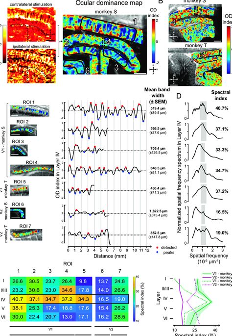 Ocular Dominance Maps In The Visual Cortex A Od Map Right Obtained