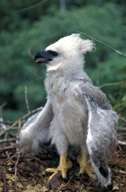 Dos Especies Amenazadas En Venezuela El Águila Arpía Y La Tortuga