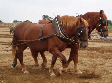 10 Of The Worlds Most Beautiful Draft Horse Breeds And Heavy Horses