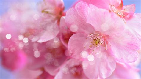 Sakura Paint Pastels Spring Apple Blossoms Cherry Blossoms