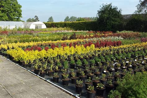 wholesale nursery colchester plants braintree essex