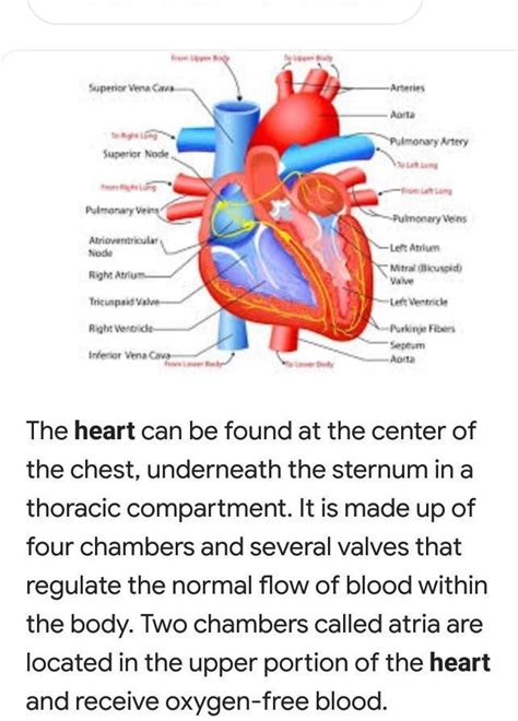Real Human Heart Diagram And Function Aflam Neeeak