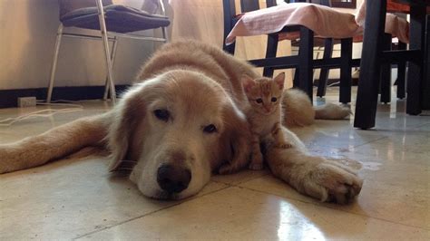 Golden Retriever And Kitten Are Adorable Best Friends Youtube