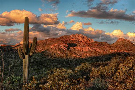 Saguaro Cactus And Mountain Ridges At Sunset Photograph By Dave Dilli