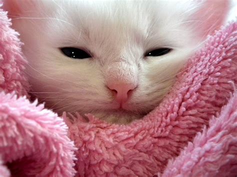 Kitten Cat Fluffy Free Photo On Pixabay Pixabay