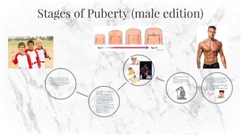 Stages Of Puberty Male Edition By Maty Sambe On Prezi