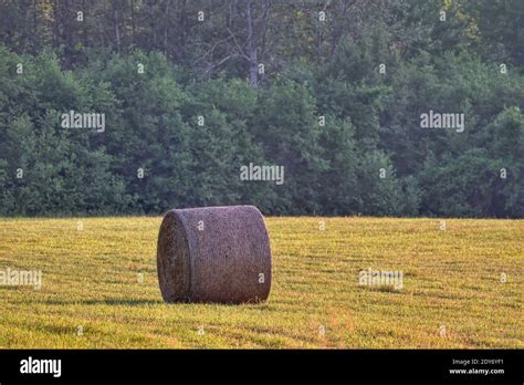 Hay Bales On Field By Trees Stock Photo Alamy