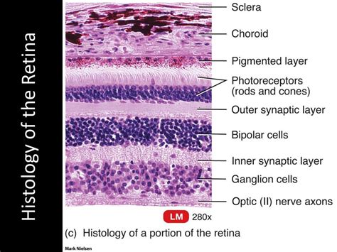 Retina Histology