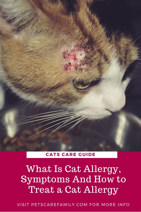 What Is Cat Allergy Symptoms And How To Treat A Cat Allergy Cat