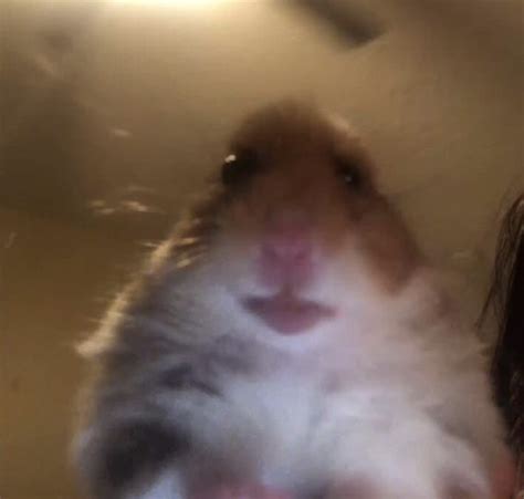 Hamster Meme Смешные хомячки Морды животных Смешные фотографии животных