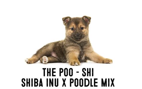 Shiba Inu Poodle Mix Information And Facts My First
