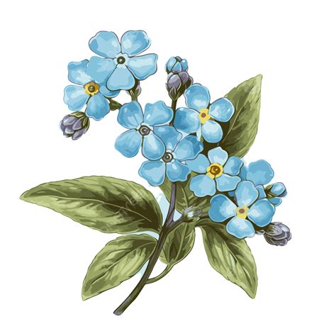 Forget Me Not Flower Vector Sticker Clipart Drawing Of Blue Flowers On