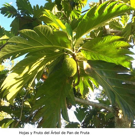 Árbol De Pan De Fruta Arboles Y Flores En República Dominicana