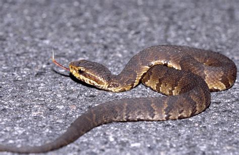 Cottonmouth Common Snakes Identification Guide For The Houston Area