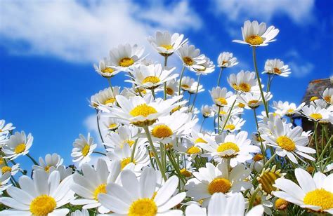 Cele Mai Frumoase Imagini Cu Flori De Primăvară Poze Care îți Dau