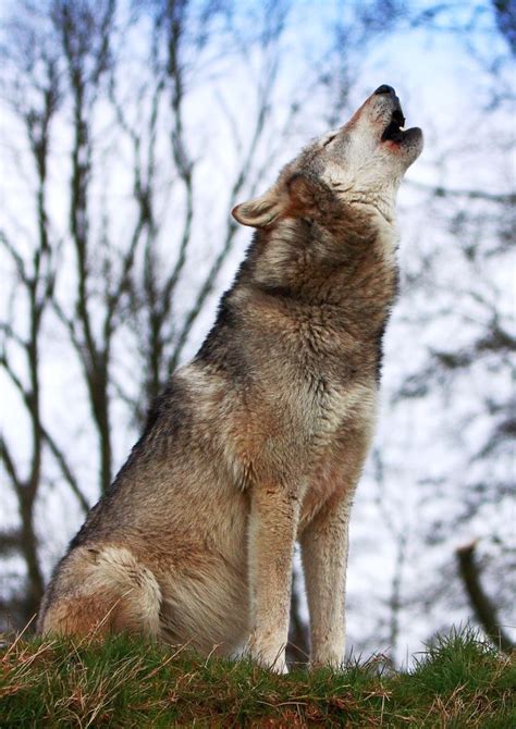 Howrse Wolf Howling Wolf Howling At Moon Wolf Spirit Animal