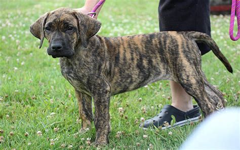 Dort angekommen kann er sich zu einem liebevollen, sanftmütigen familienhund entwickeln. Unser Fila Brasileiro "Secontje" : Molosser oder andere ...