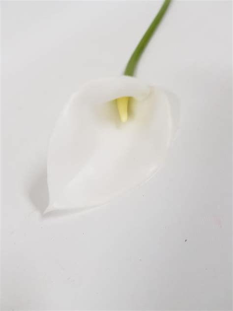 Calla Lily White Real Touch 48cm Desflora