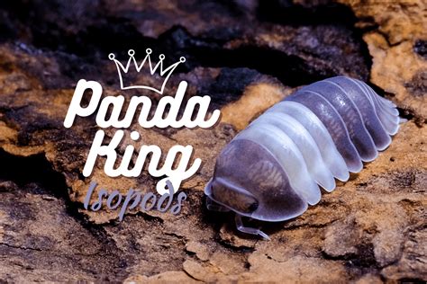panda king isopod the complete guide to this cute cubaris