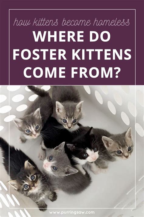 Pin This To Share Kitten Fostering Awareness Fostering Provides