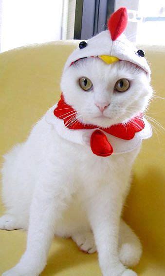 Community Post Cats Dressed Up As Other Animals Cat Dressed Up