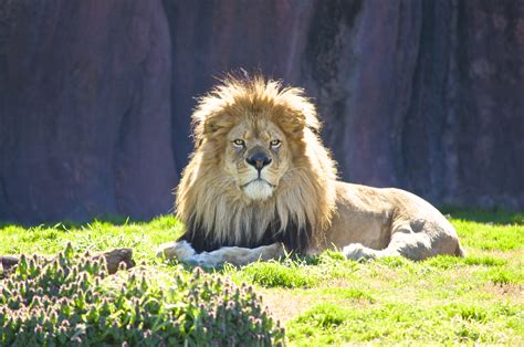 Lions primarily eat large animals that weigh from 100 to 1,000 pounds (45 to 453 kilograms), such as zebra and wildebeest. Tales of the Tails - Lion Around the Zoo - Virginia Zoo in Norfolk