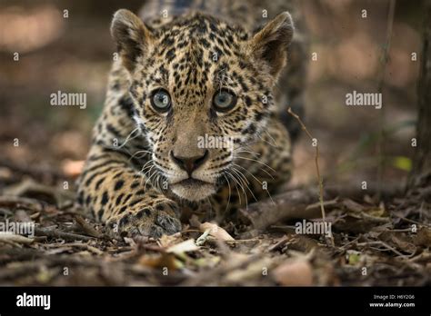 A Jaguar Cub Stock Photo Alamy