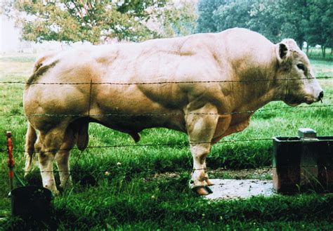 Double Muscling In Cattle Due To Mutations In The Myostatin Gene Pnas