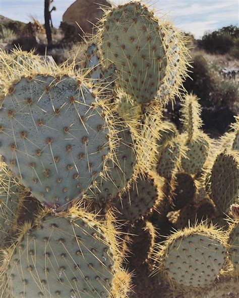Cactus Cacti Glowing Desert Sunset Sun Mojave