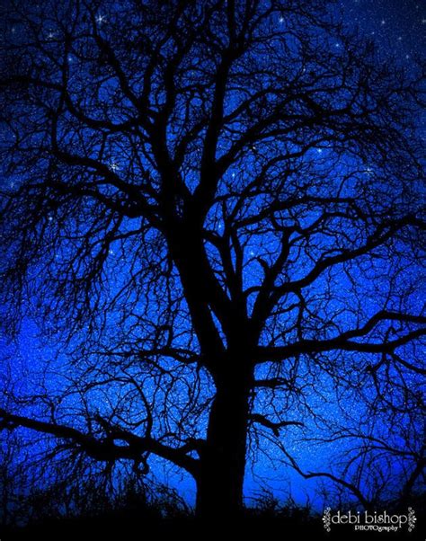 Starry Night Tree Sky Stars Silhouette Nature Blue Black