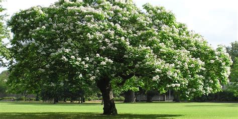 Árboles de Sombra y Rápido Crecimiento para tu Jardín Postposmo