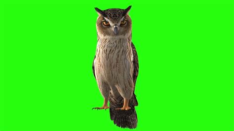 Green Screen Owl With Sound No Copyright Owls Relaxing Voices Owl