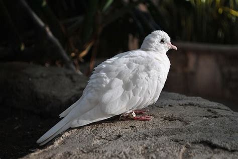 Free Image On Pixabay Bird Dove Feathers White Pigeon Doves