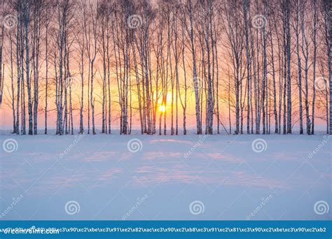 Charming Winter Sunset In The Winter Forest Stock Image Image Of
