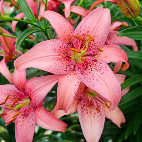 Buy Morpho Pink Lily Online Asiatic Lilies Sale Breck S