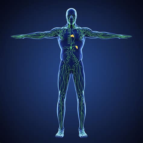 The Lymphatic System How It Works Lymphoma And Other Causes Of