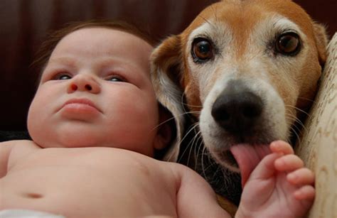 Dogs Who Love Their Human Babies Like Their Own One Green Planet