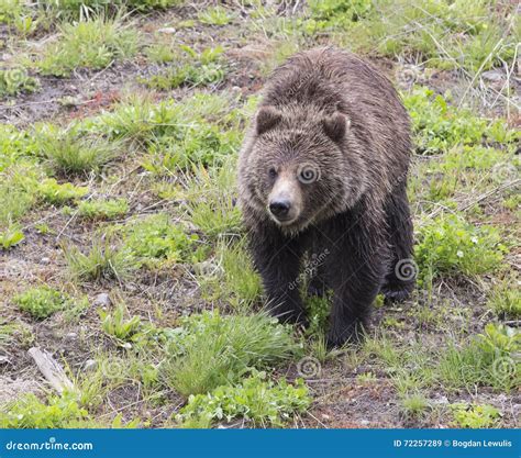 Black Bear Yellowstone National Park Stock Image Image Of National