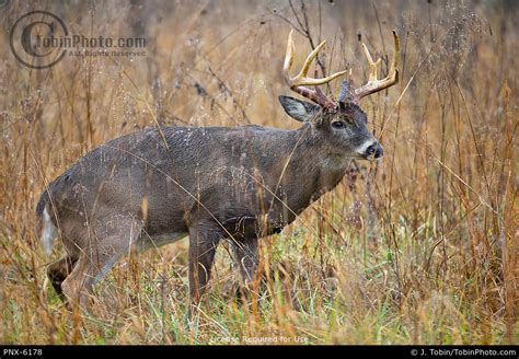 Picture Of A Whitetail Buck After Mating Pnx 6178