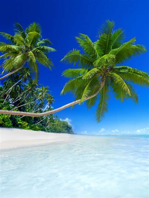 Awesome Free Wallpaper From Wallpaperplus Tropical Beach Tropical