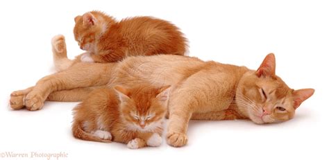 Ginger Cat With Sleepy Kittens Photo Wp03257