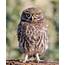Little Owl Photos  Birds Of India Bird World