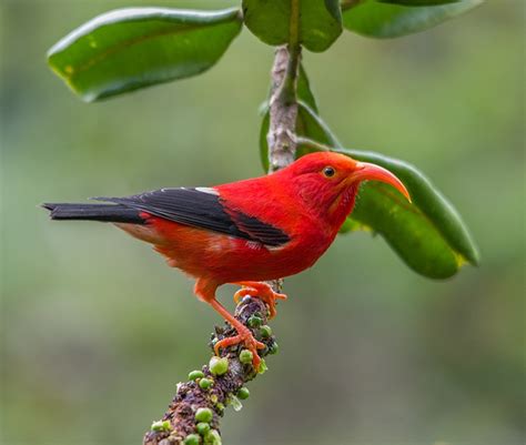 120 Best Birds Of Hawaii Images On Pinterest Beautiful Birds Exotic